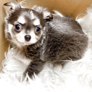 チワワ(ロング)【滋賀県・男の子・2025年1月17日・ブルータン】の写真「🌟欠点無し健康賢く綺麗なブルータンです🌟」