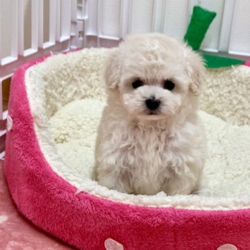 トイプードル(ティーカップ)【滋賀県・女の子・2024年11月5日・ホワイト】の写真「人懐っこい可愛い子🩷」