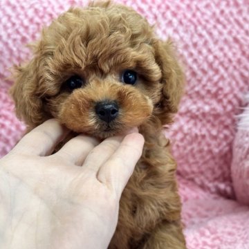 トイプードル(タイニー)【滋賀県・女の子・2025年1月25日・レッド】の写真「⭐️可愛い顔短期募集になります⭐️」