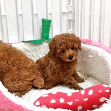 トイプードル(タイニー)【滋賀県・男の子・2025年5月10日・レッド】の写真「🌟短期募集🌟」