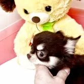 チワワ(ロング)