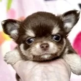 チワワ(ロング)