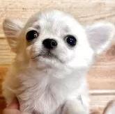 チワワ(ロング)