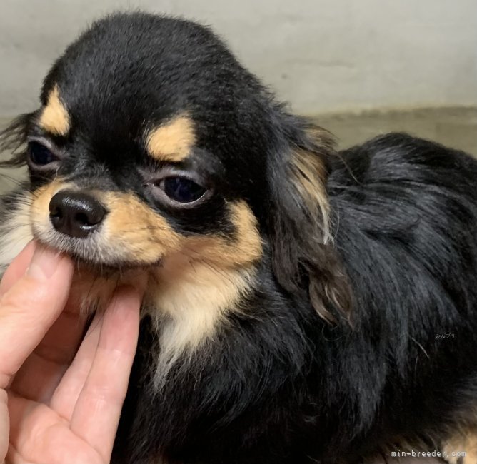 チワワ(ロング)【・男の子・2020年10月11日・ブラックタン】