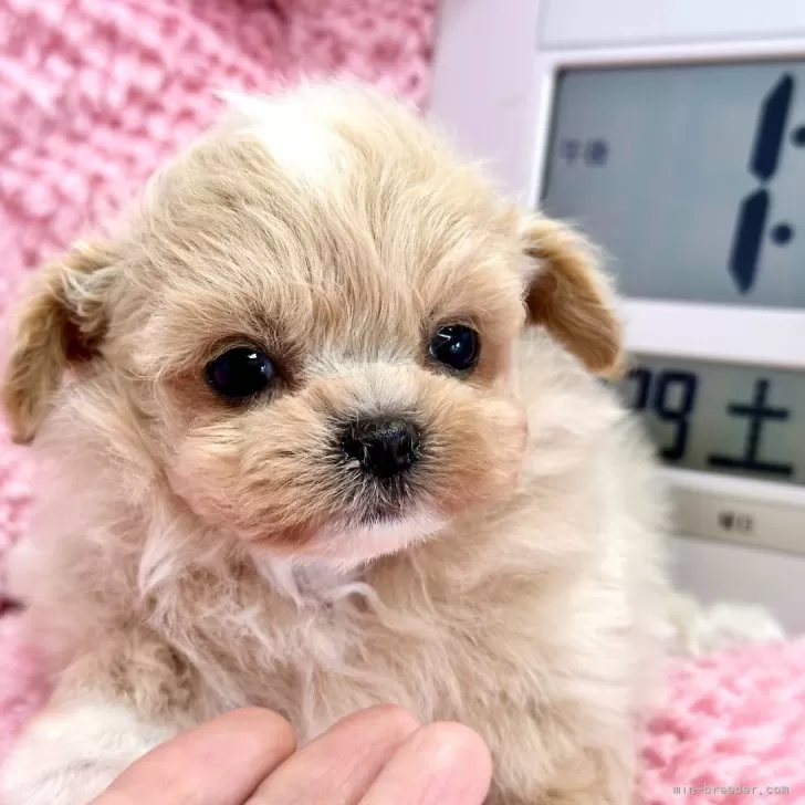 ID：2406-07070の子犬