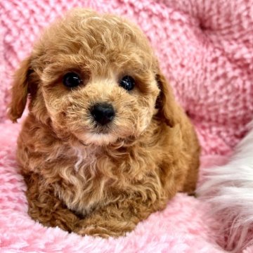 トイプードル(タイニー)【滋賀県・男の子・2024年8月21日・アプリコット】の写真「優しい可愛い子」