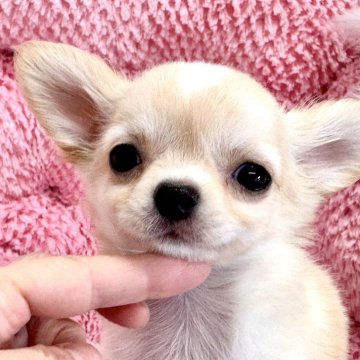チワワ(ロング)【滋賀県・男の子・2024年4月20日・クリームホワイト】の写真「❤️人懐っこいです❤️」