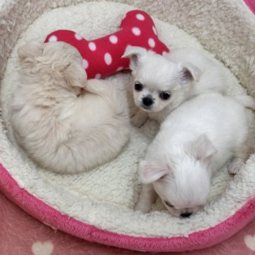 チワワ(ロング)【滋賀県・女の子・2024年9月15日・ホワイト】の写真「❤️色素濃い！生まれた時から鼻真っ黒パットも❤️」