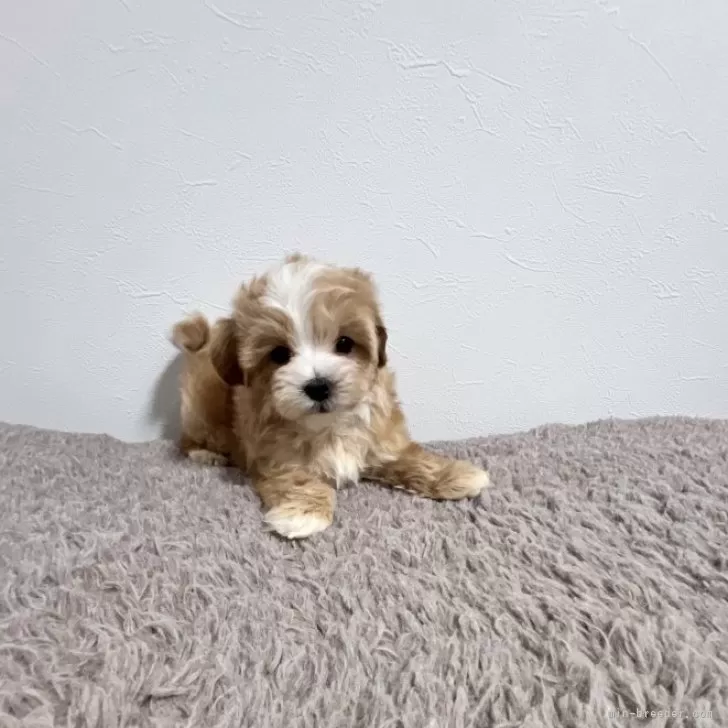 ID:2505-01611の子犬