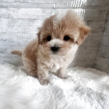 マルプー(マルチーズ×トイプードル)【群馬県・女の子・2025年9月14日・アプリコット】の写真「頭からマズルにかけてホワイトがありかわいいです🩷」