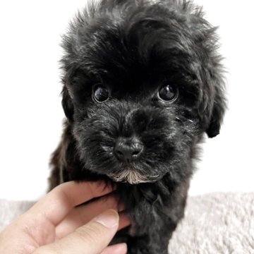 マルプー(トイプードル×マルチーズ)【群馬県・男の子・2025年3月14日・ブラック】の写真「値下げいたしました🐩」