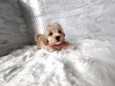 マルプー(マルチーズ×トイプードル)【群馬県・女の子・2025年9月14日・アプリコット】の写真4