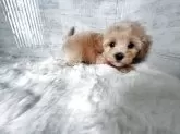 マルプー(マルチーズ×トイプードル)【群馬県・女の子・2025年9月14日・アプリコット】の写真8