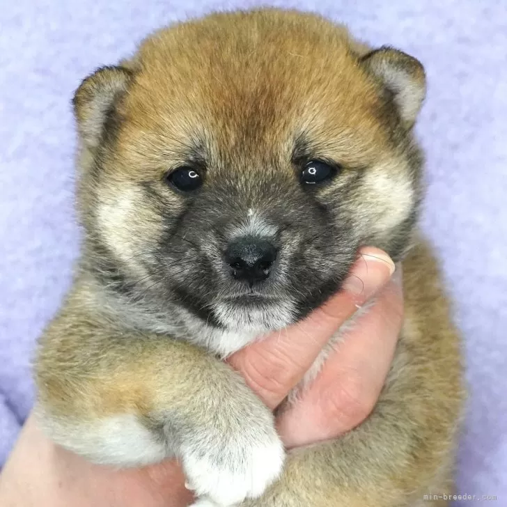 ID:2504-01032の子犬
