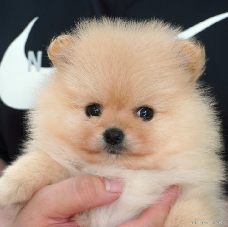 ブリーダー画像