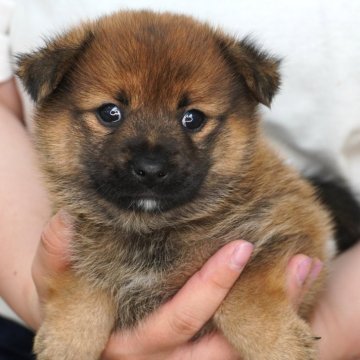 ポメ柴(ポメラニアン×豆柴犬)【長野県・男の子・2025年7月4日・オレンジ】の写真「人懐っこい男の子です♫」