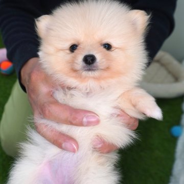 ポメラニアン【長野県・女の子・2025年8月31日・クリーム】の写真「マイペースな女の子です😊」