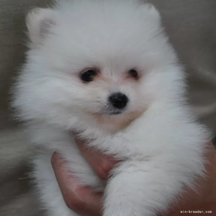 ID：2404-00877の子犬