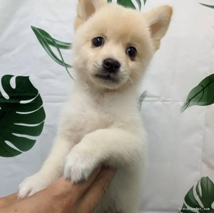 ID:2310-02532の子犬