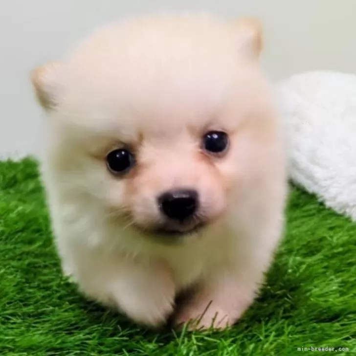 ID:2410-01707の子犬