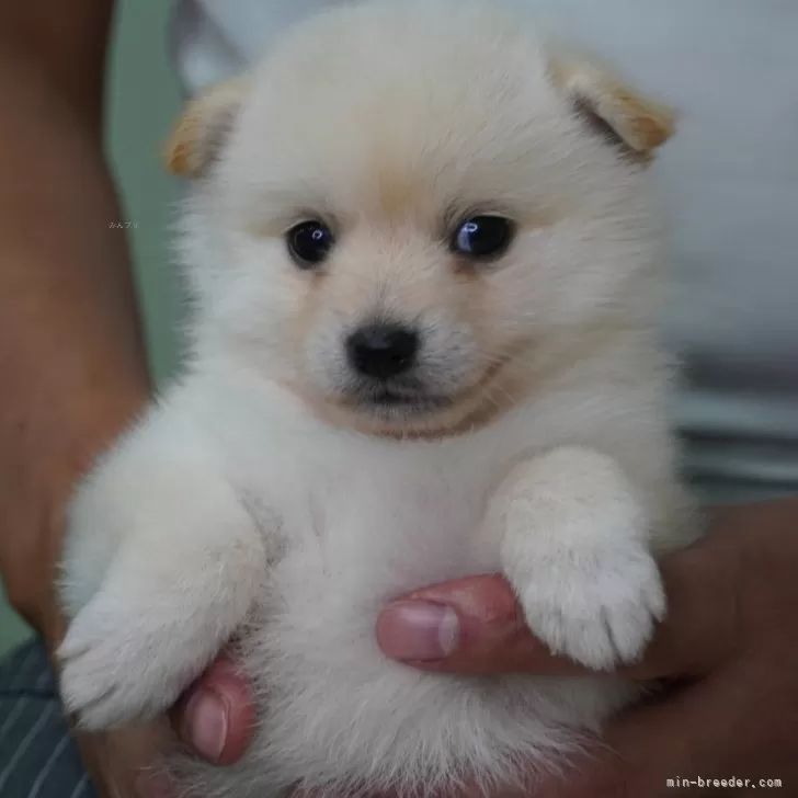 ID：2410-01454の子犬