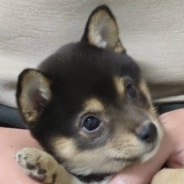 柴犬(豆柴)【長野県・女の子・2023年11月14日・黒】の写真「可愛い黒姫です♫」
