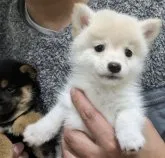 ポメ柴(ポメラニアン×柴犬)【長野県・女の子・2023年9月26日・白】の写真2