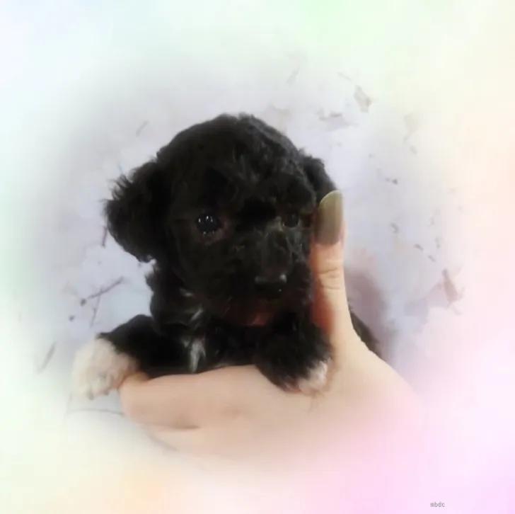 ID：2205-02686の子犬
