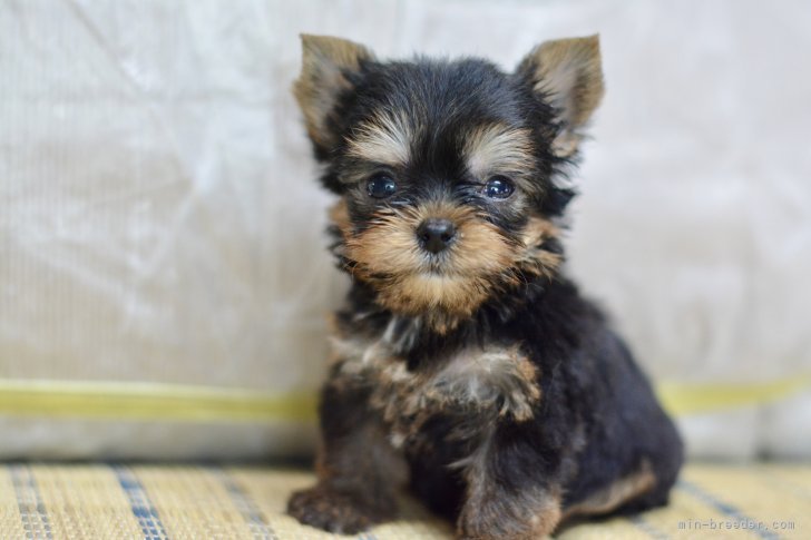 星川　勝美(ほしかわ　かつみ)ブリーダー(愛知県・チワワ(ロング)など・JKC登録)の紹介写真3