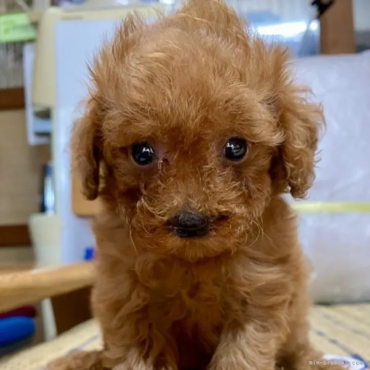 ID：2307-03792の子犬