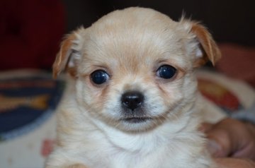 チワワ(ロング)【愛知県・男の子・2020年3月9日・クリーム&ホワイト】の写真「よく遊び、元気いっぱいです。」