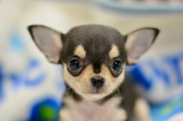 チワワ(スムース)【愛知県・男の子・2021年12月17日・ブラック&タン】の写真「小ぶりで大人しめです。」