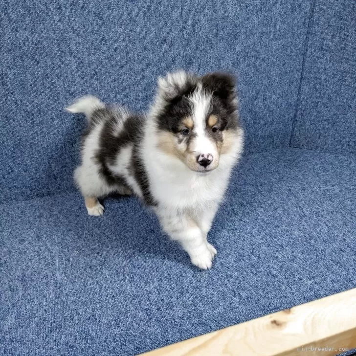 ジャスミン 様のお迎えした子犬