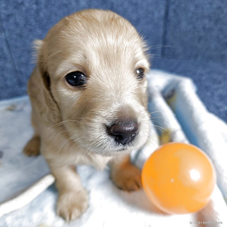 Y.T. 様のお迎えした子犬
