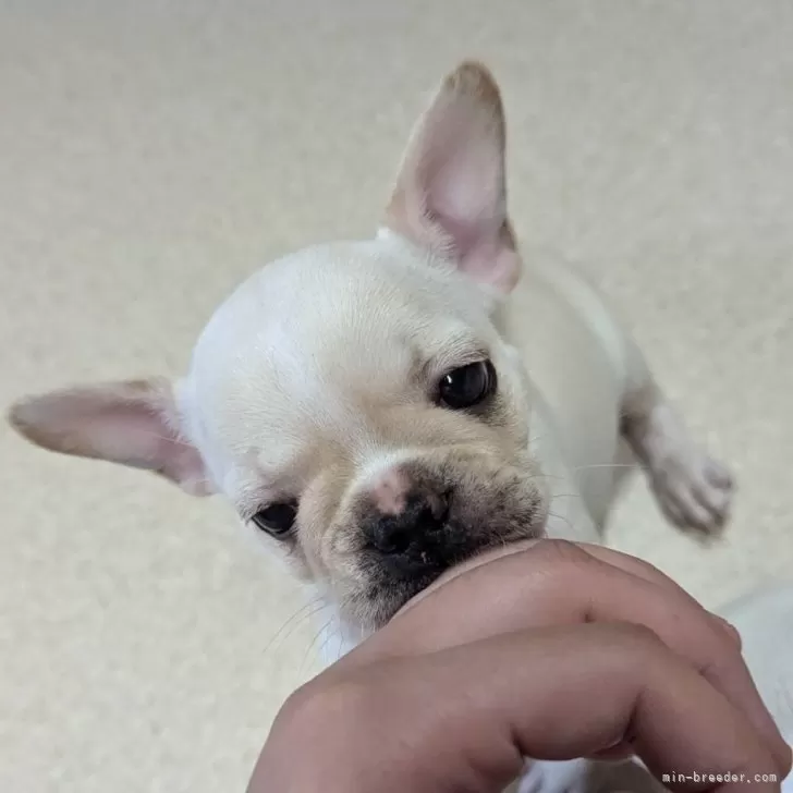 ID：2411-01268の子犬