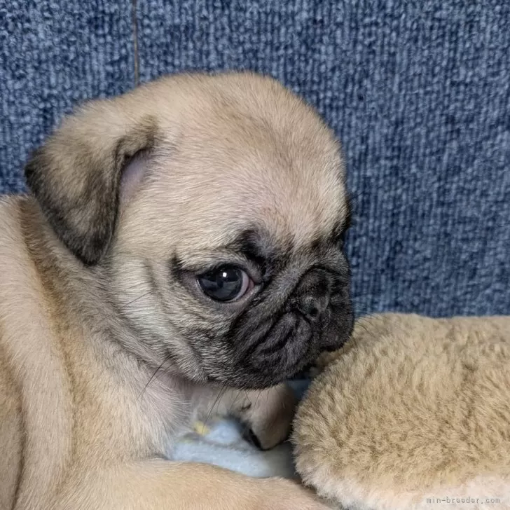 ID：2503-08393の子犬