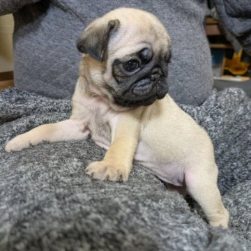 パグ【広島県・女の子・2025年2月19日・フォーン】の写真「健康で利発な子です。」