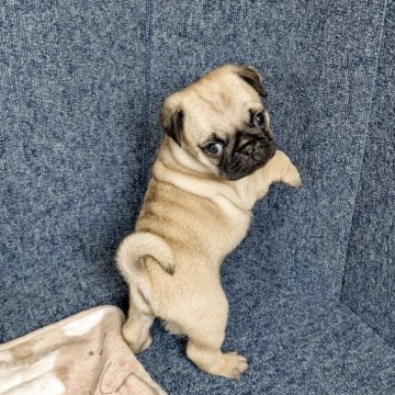 パグ【広島県・男の子・2025年9月18日・フォーン】の写真「甘えん坊な男の子」