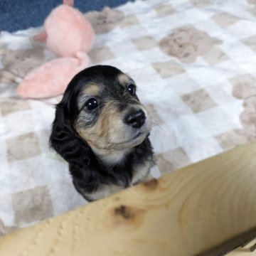 ミニチュアダックスフンド(ロング)【広島県・女の子・2026年1月5日・ブラックイエロー】の写真「小柄でキュート、元気いっぱいな女の子。」