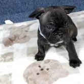 フレンチブルドッグ