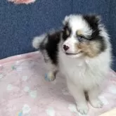 シェットランドシープドッグ