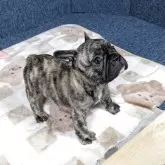 フレンチブルドッグ