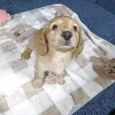 ミニチュアダックスフンド(ロング)【広島県・男の子・2025年10月17日・クリーム】の写真7