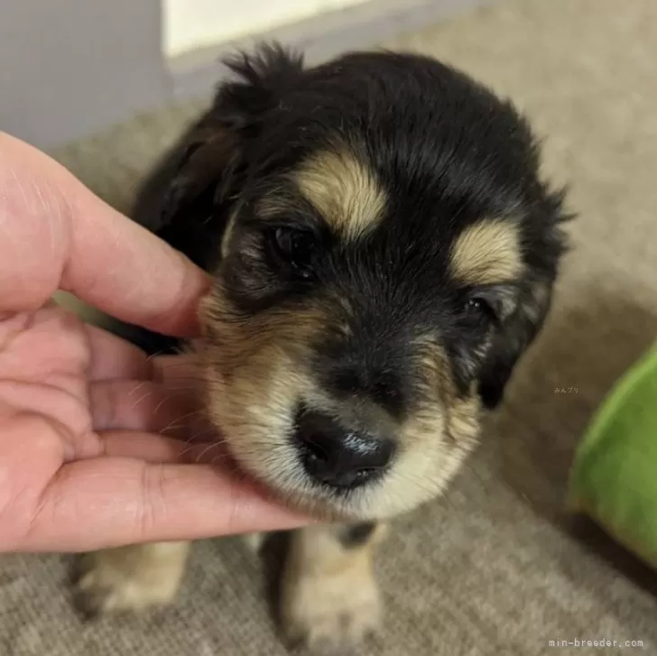 ID：2405-02736の子犬