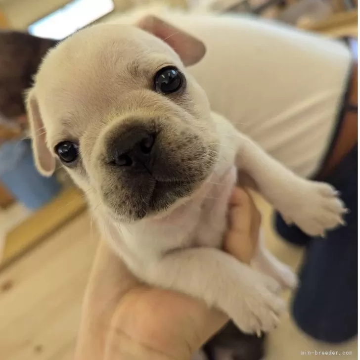 ID：2407-07562の子犬