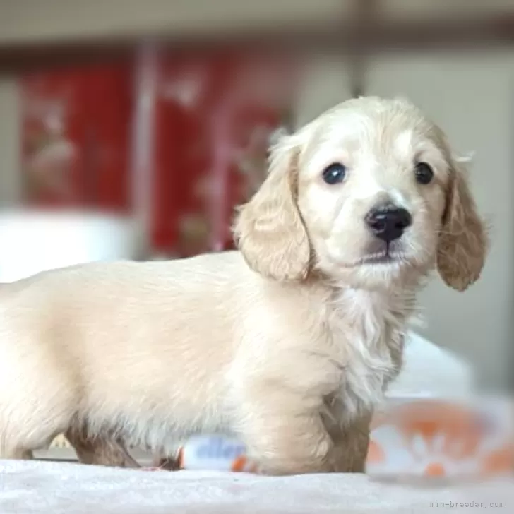 ID:2402-02736の子犬