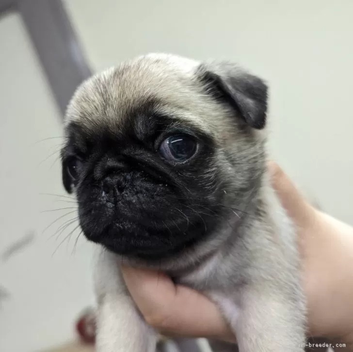 ID：2404-06665の子犬