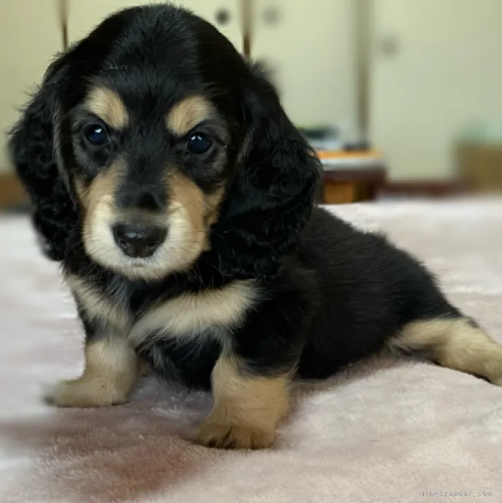 ID：2310-04820の子犬