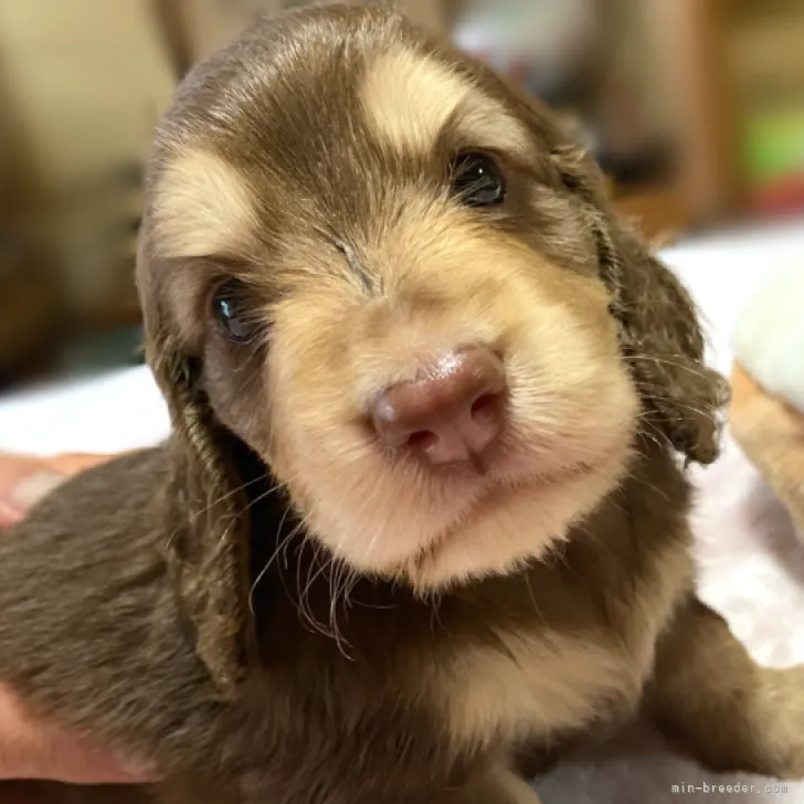 ID：2308-03891の子犬