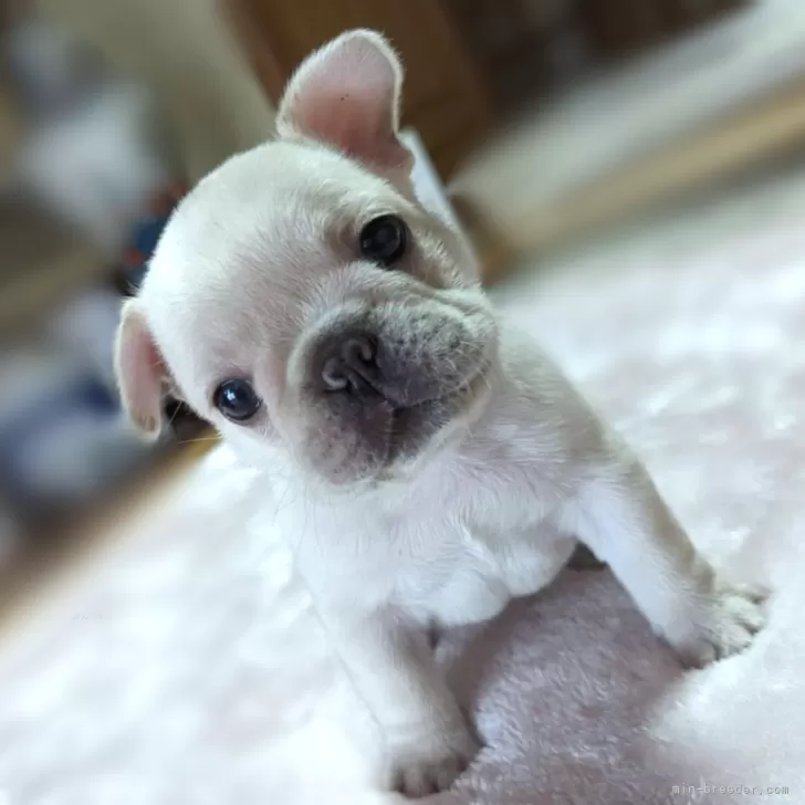 ID：2402-02416の子犬